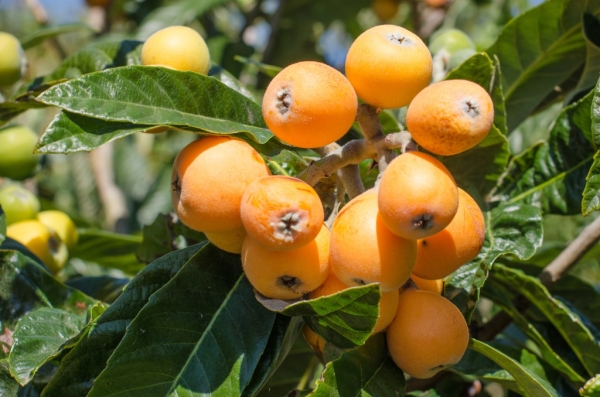  How to grow loquat at home, its benefits and harm