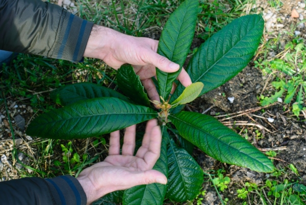  Înainte de a planta o răsaduri loquat, taie frunzele la jumătate, săpe o gaură și locul planta acolo