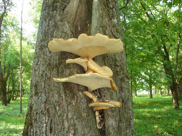  Mushrooms in the trees