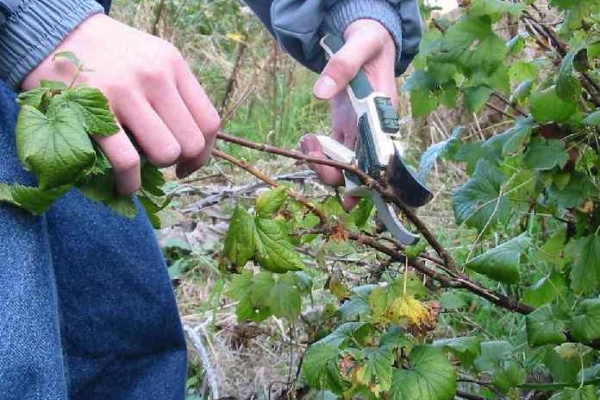  It is necessary to cut out the old branches of currants, annuals, damaged by diseases or pests.