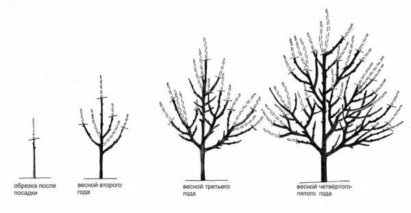  Sistem de formare a unei coroane de caise