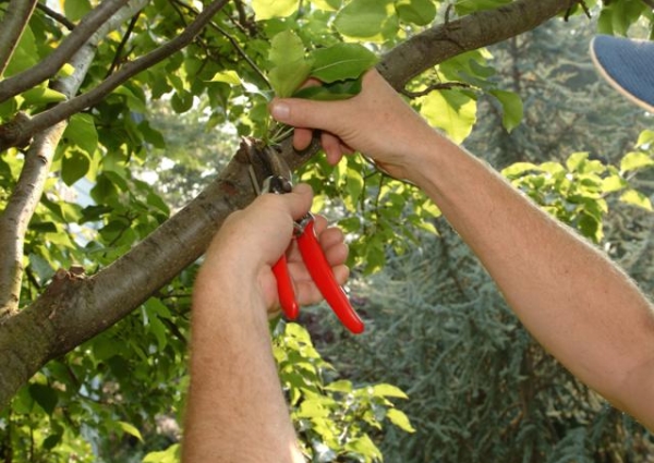  La poda de verano se realiza mejor para árboles que tienen 3 años o más