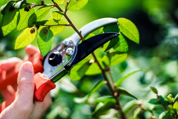  Aive pruning is necessary to improve the growth and shaping of the crown for decorative purposes.
