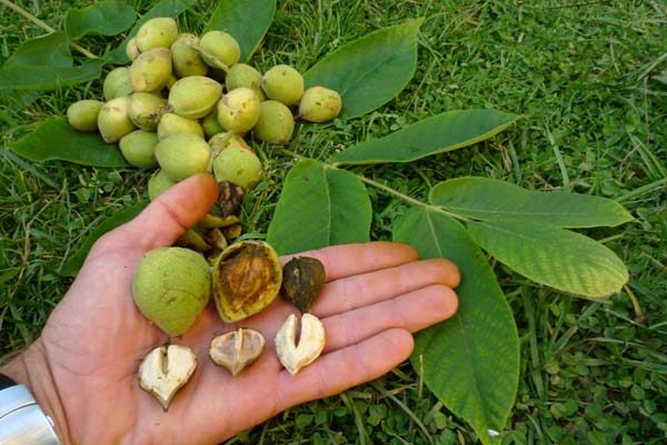 Dado manchuriano in mano. Dimensioni di frutta