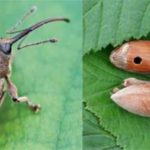  Walnut Weevil