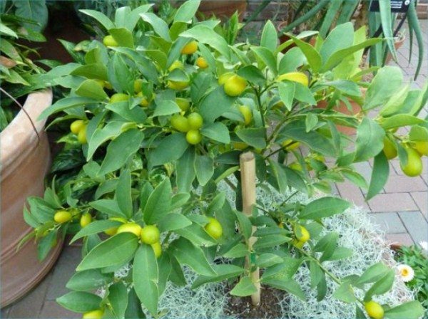  In spring and autumn, Kumquat should be fertilized 2-3 times a month.