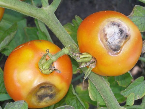 Marciume grigio - fungo a crescita rapida