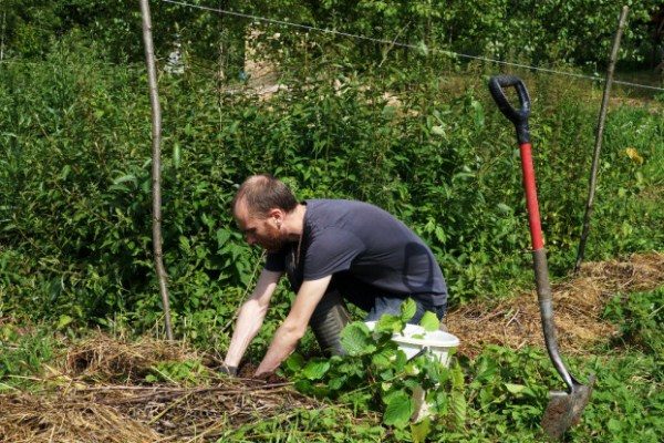  Pregătirea carierei pentru plantarea căpșunilor