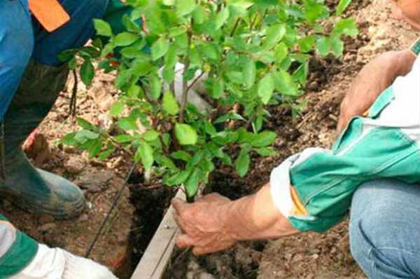  The frequency of planting barberry bushes depends on the variety