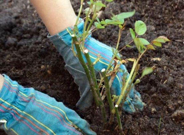  In the fall, the roses are planted in a permanent place.