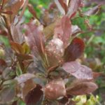  The leaves of the barberry Ottawa affected by rust