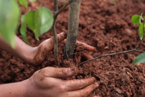  Plantando plantones de arboles frutales.