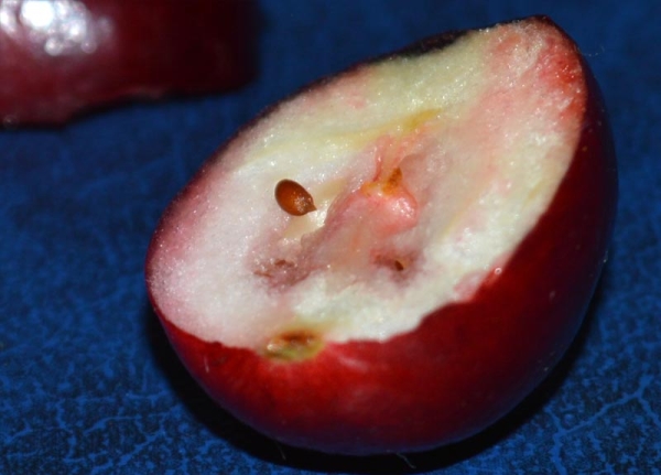  For seed multiplication, take the ripe cranberry fruit, gently pound and wash with water.Selected seeds are planted immediately.