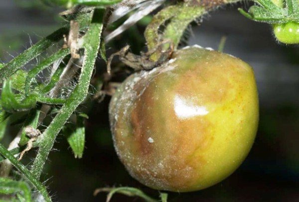 Frutto e gambo di pomodoro affetti da muffa grigia