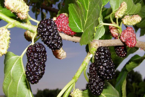  Las frutas de morera contienen vitaminas C, B1, B2, B3, A, ácido fólico.