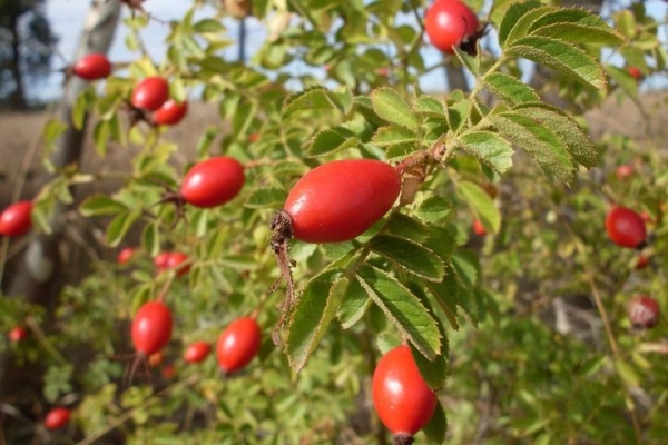  Rose hips are subject to a large number of diseases and pests