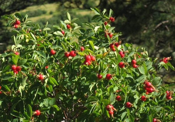  Wild rose bush with fruits
