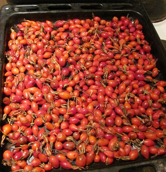  Drying rose hips in the oven