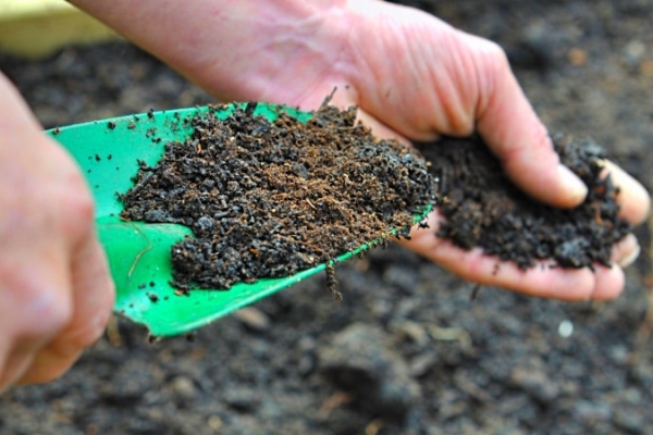  It is necessary to feed phosphate-potash fertilizers in autumn