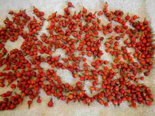  Drying rose hips in a natural way