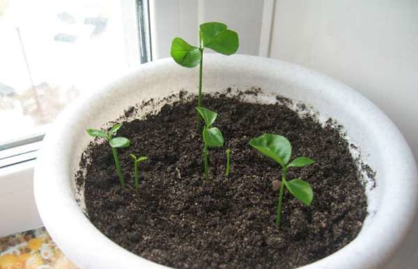  Germinated seeds of mandarin