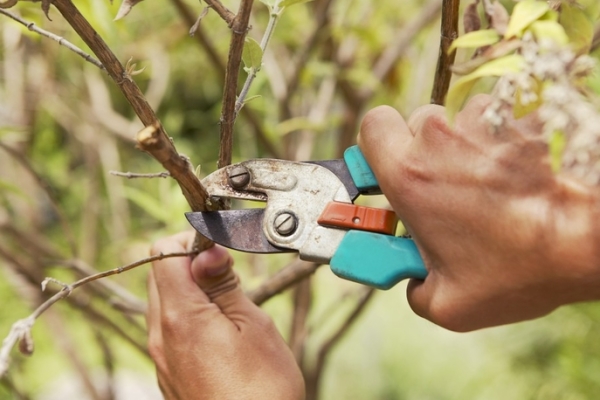  Poda de árboles frutales: ¿por qué es necesaria y cuándo se lleva a cabo?