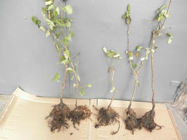  Prima di piantare le piantine di corniolo va posto in acqua per diversi giorni.