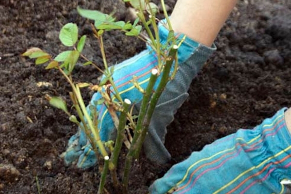  For a bush to root well, you need to cut its roots - their length should be at least 25 cm