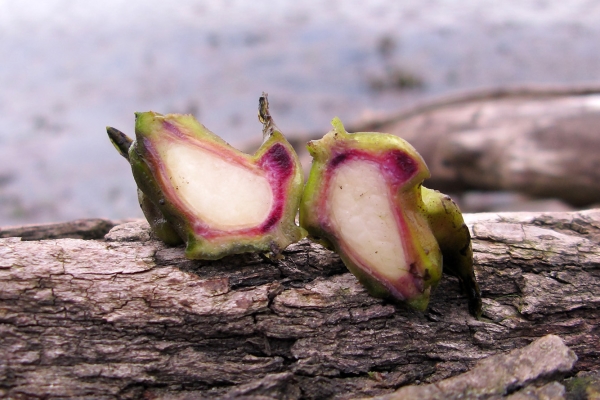  Chilim, water nut, rogulnik - where it lives, useful properties, recipes