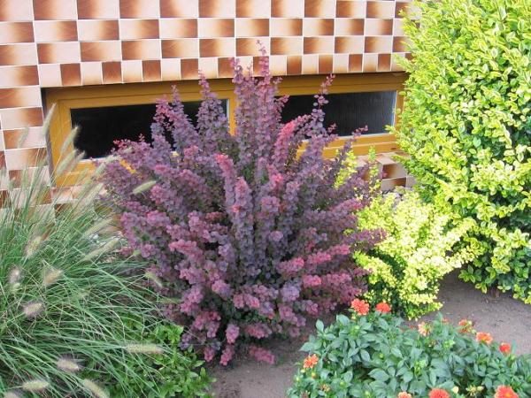  Barberry Thunberg Atropurpurea in the garden plot