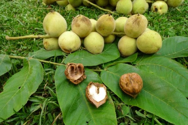Raccogliere noci fresche