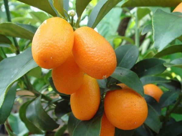 I frutti di Kumquat sono utili per il mantenimento del sistema immunitario.