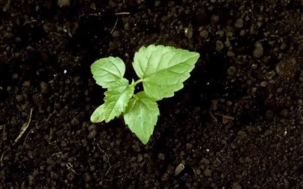  Solo plantamos arbol de morera