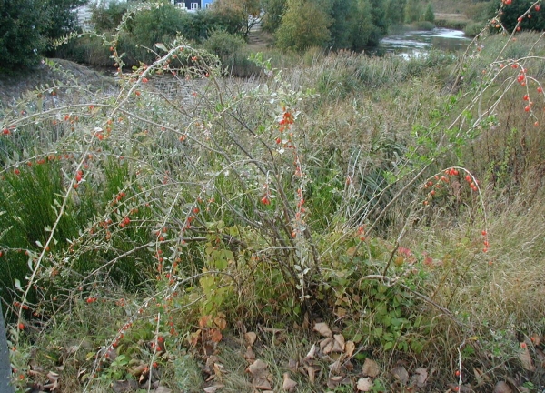  Dereza ordinary can be found on the forest edges, at the foot of the mountains, along the paths of forest landings