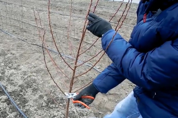  In the first year, apricot seedlings are cut to a ring, leaving 80-90 centimeters from the ground