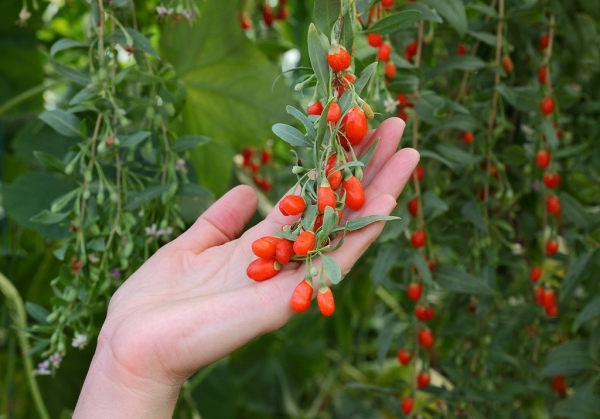  Dereza berries contain a rich complex of vitamins, minerals, macro- and microelements, amino acids, polysaccharides