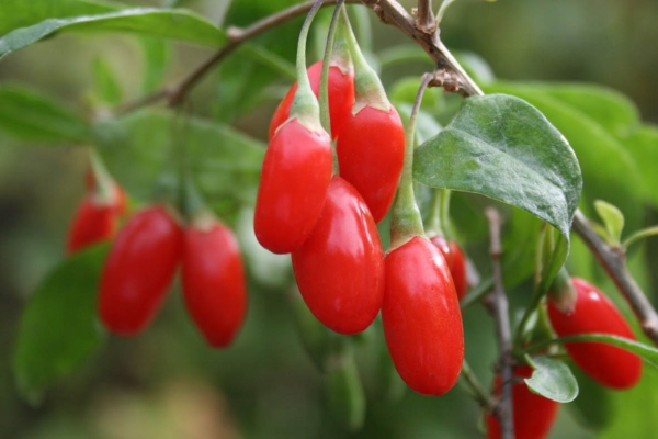  Dereza ordinaria: propiedades de las bayas, plantación y cuidado, uso.