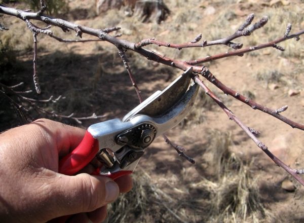  Podar el albaricoque en primavera, verano y otoño: las reglas y la tecnología.