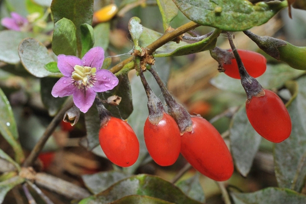  Dereza ordinary belongs to the family Solanaceae, is a perennial shrub