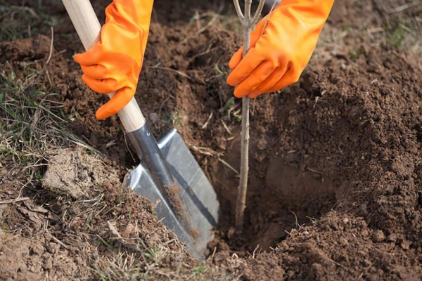 It is best to grow almonds from annual seedlings, plant in March or November