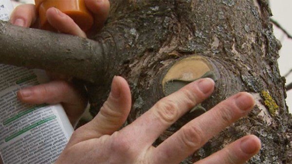  Places of apricot slices should immediately be treated with a special garden pitch or ordinary paint for wooden coatings.