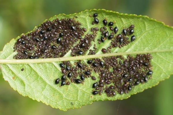 Aphids on almond tree leaves