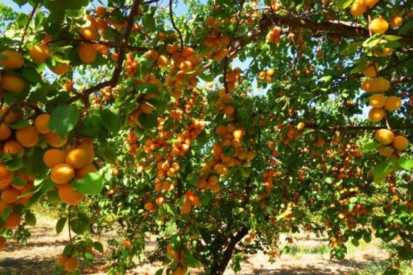  Pruning apricots in the fall is needed in order to provide new shoots every year, which will save a bountiful harvest.