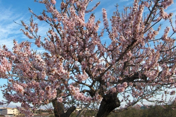  Descripción detallada del árbol de almendras, plantación y cuidado.