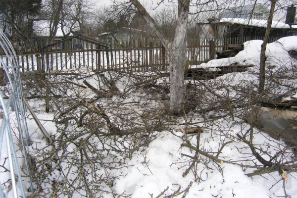  La poda de invierno está disponible solo para los jardineros que viven en áreas cálidas con un clima suave.