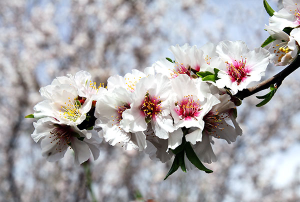  Almond flowers bloom in March-April with white or light pink flowers.