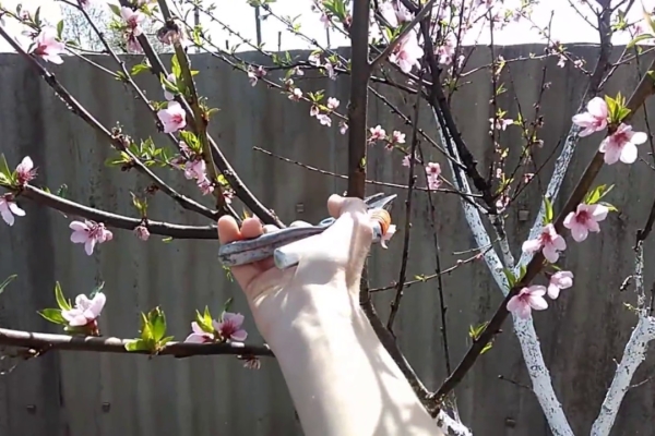  Almonds are cut in the spring, after flowering and autumn, after the leaves fall