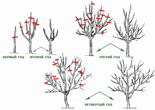  Esquema de primavera poda de ciruelo
