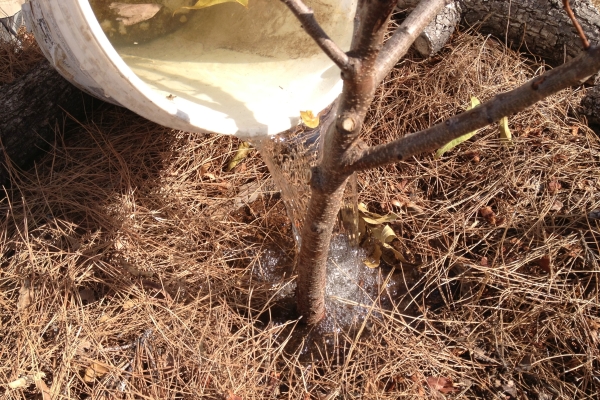  Almond care is a regular watering, loosening the circle of the trunk, dressing