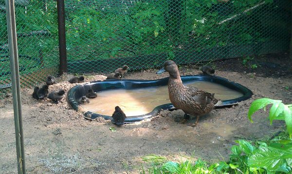  Cuando son conducidos, los patos silvestres son alimentados 4 veces al día.